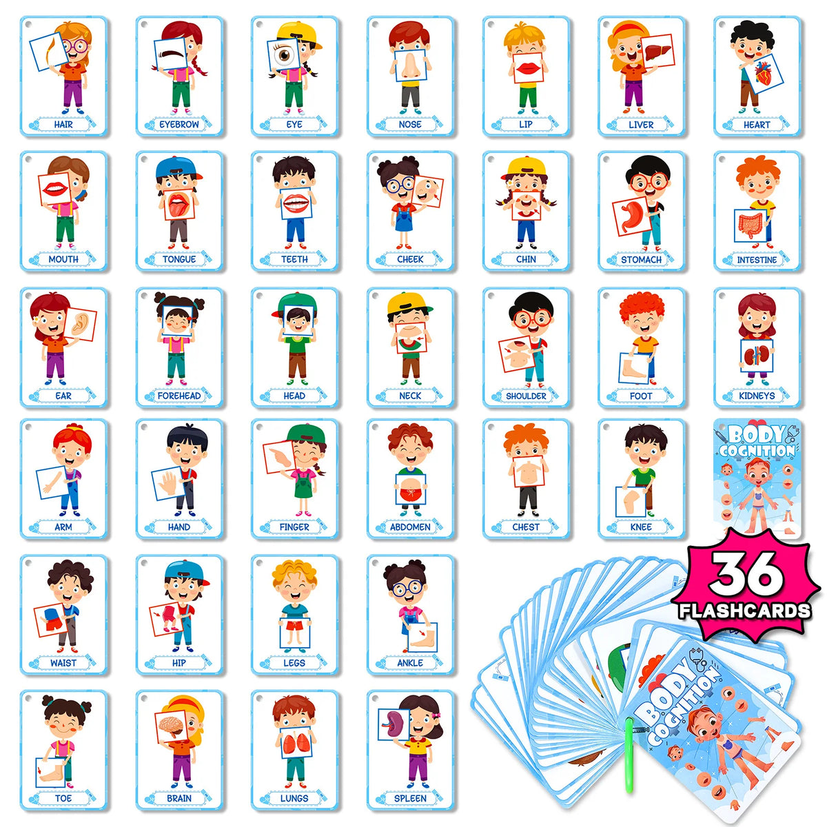 Bview Art 36 Bodies Knowledge Baby Early Learning Picture Flash Cards for Toddlers Kids Preschool Educational Toys Game Gift